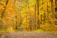 Autumn Forest