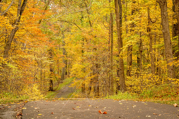 Autumn Forest