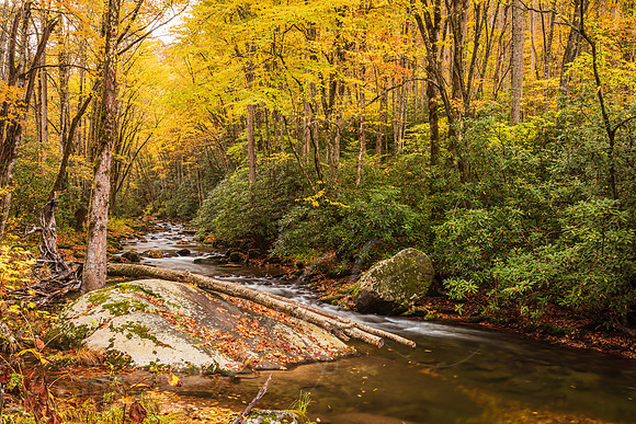Autumn Stream