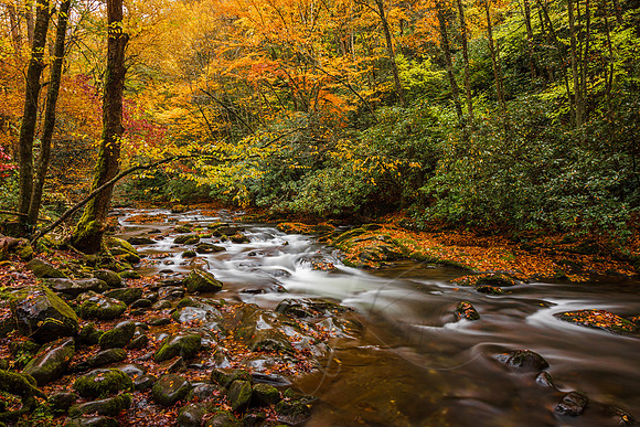 Autumn Stream