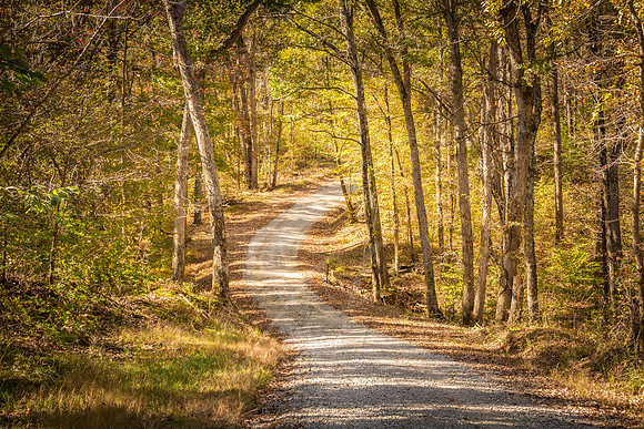 Autumn Road