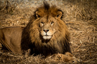 Cecil
