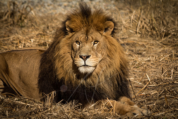 Cecil