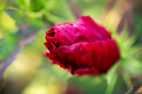 Waiting to Bloom