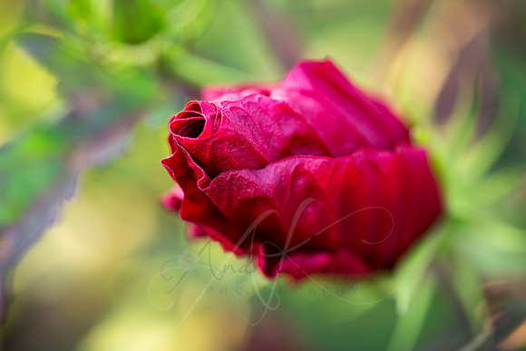 Waiting to Bloom