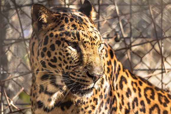 Leopard