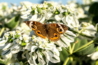 Common Buckeye