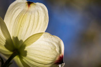 Backlit Dogwood