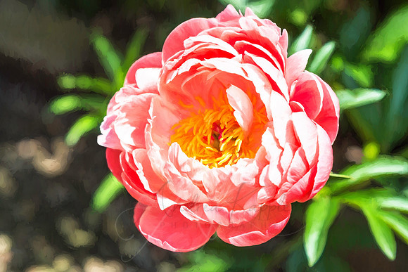 Peach Peony