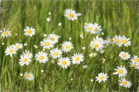 Daisies