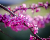 Red Bud Blooming