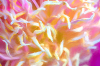Peony Close-Up