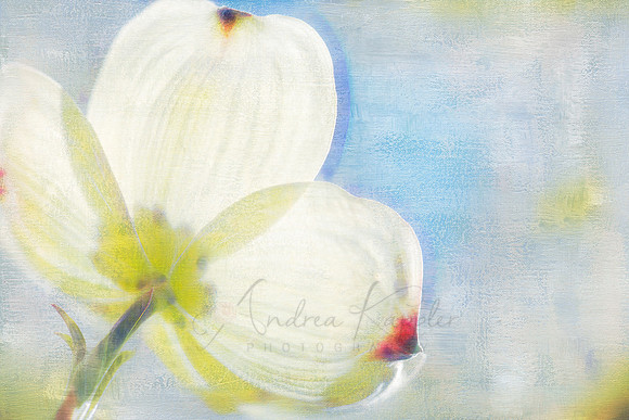 Dogwood Bloom