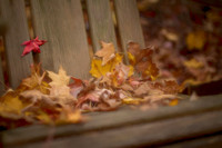 Gathered Leaves
