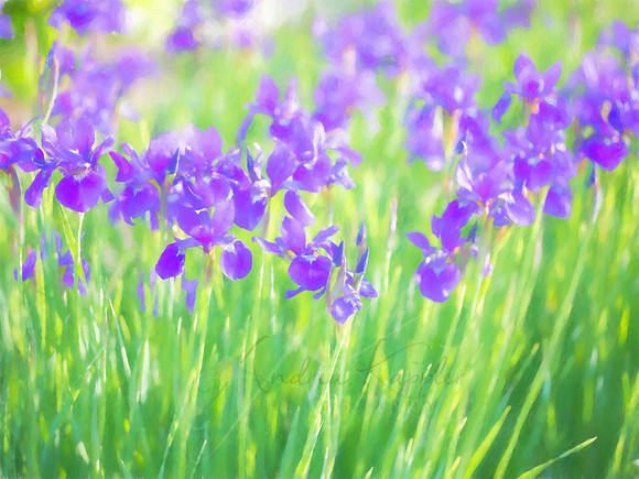 Purple Irises