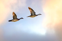 Wood Ducks in Flight