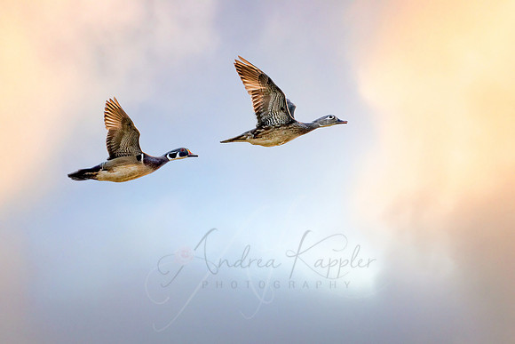 Wood Ducks in Flight