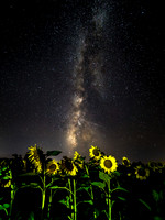 Milky Way Over Sunflowers