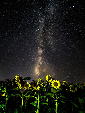 Milky Way Over Sunflowers