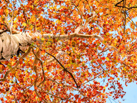 Mighty Sycamore