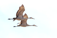 Sandhill Cranes
