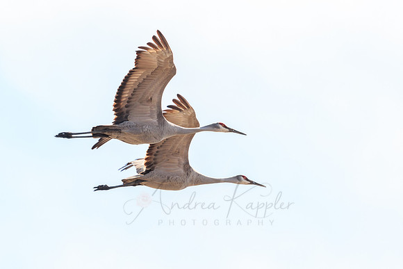 Sandhill Cranes