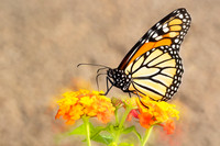 Monarch Butterfly
