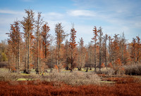 Autumn Bald Cypress Trees