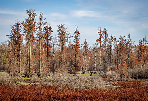 Autumn Bald Cypress Trees