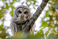 Barred Owl