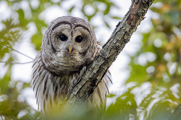 Barred Owl