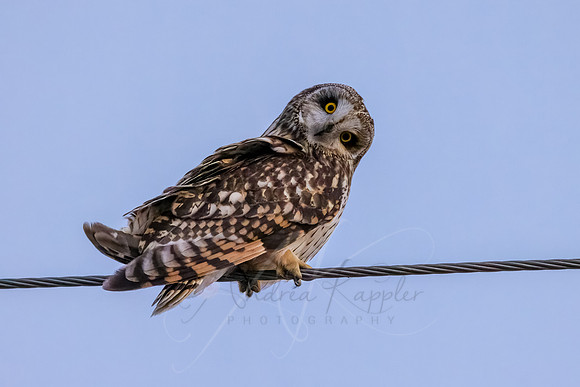 Short-eared Owl