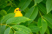 Prothonotary Warbler