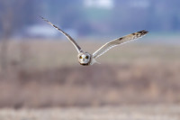 Short-eared Owl