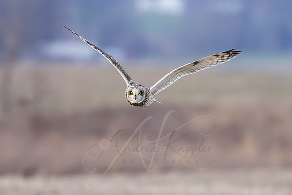 Short-eared Owl