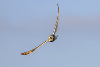 Short-eared Owl
