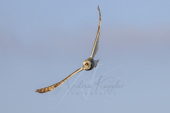 Short-eared Owl