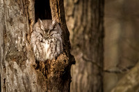 Screech Owl