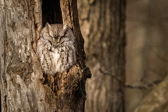 Screech Owl