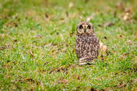Short-eared Owl