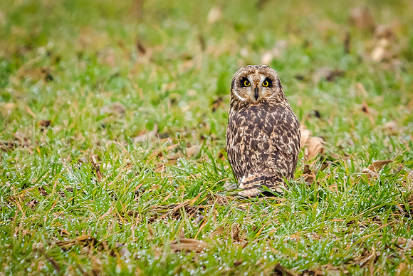 Short-eared Owl