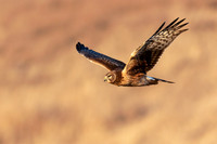 Female Northern Harrier