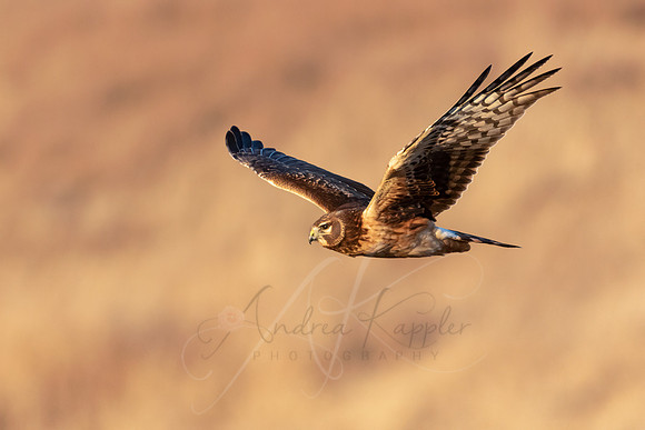 Female Northern Harrier