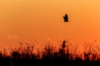 Short-eared Owl