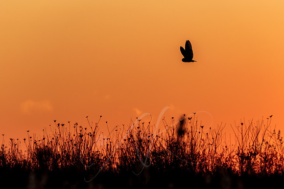 Short-eared Owl