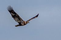 Immature Bald Eagle