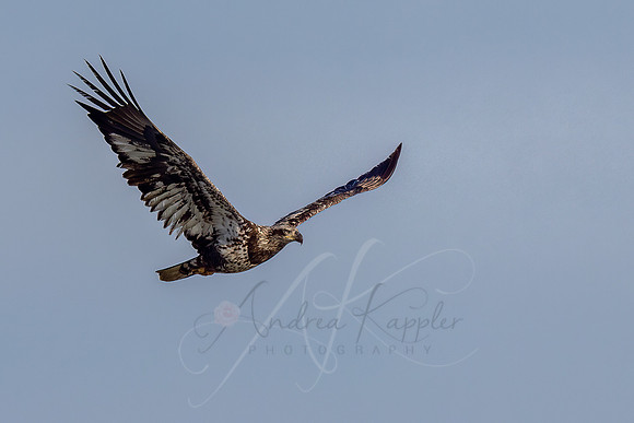 Immature Bald Eagle
