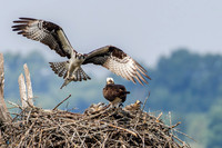 Osprey