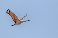 Sandhill Crane