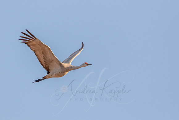 Sandhill Crane